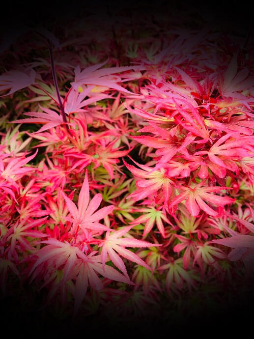 NovaPlants - Colorimétrie